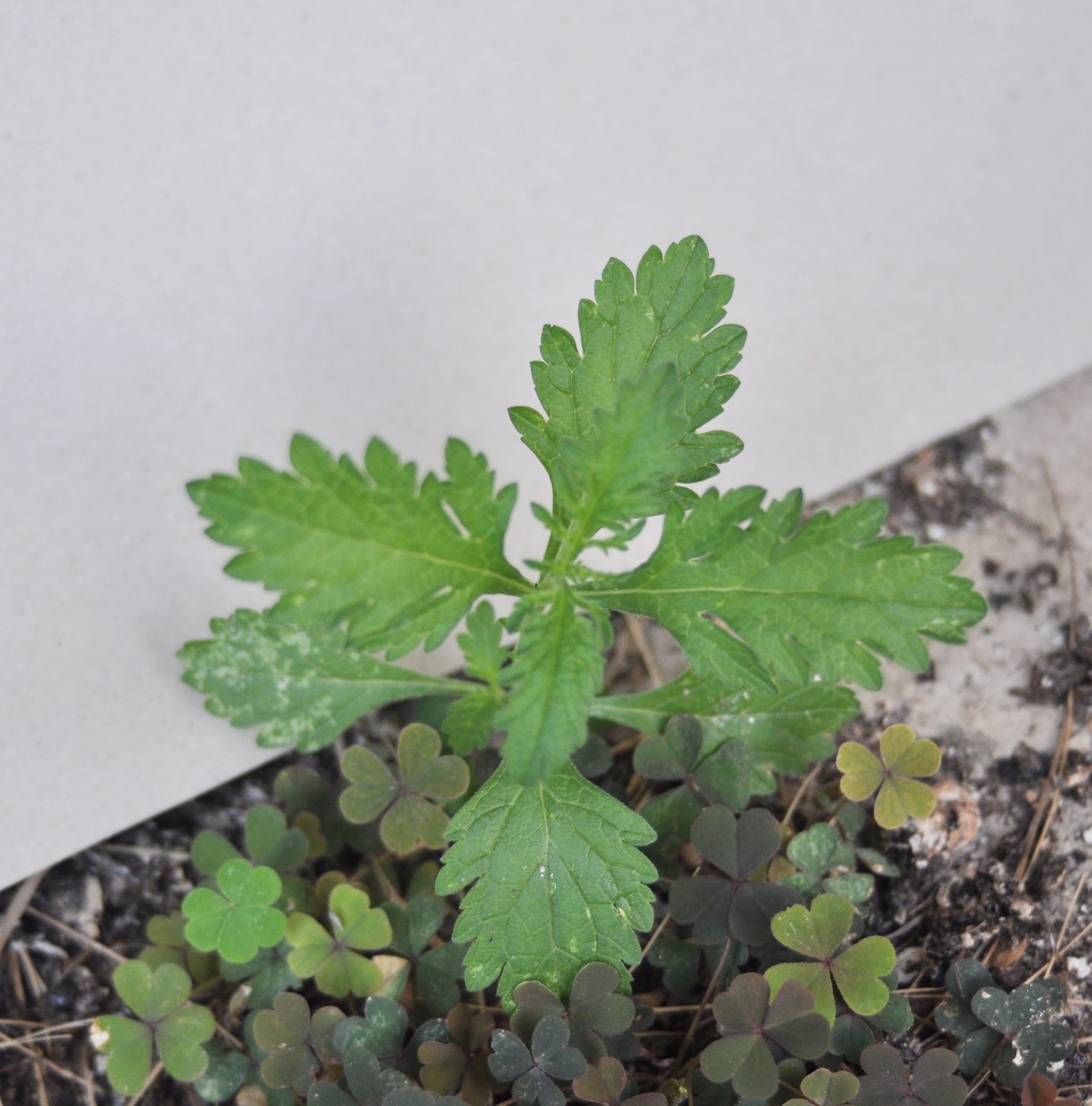 VERBENA OFFICINALIS L. - erba sacra - sellero zone di confine 2022 - img foto